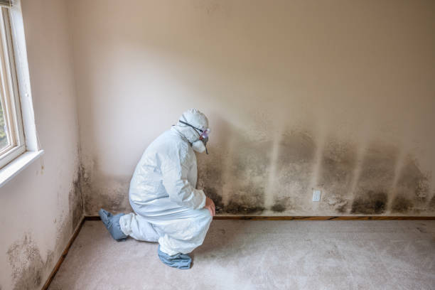 Best Commercial Mold Remediation in Devens, MA